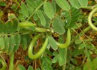 Astragalus hamosus - Астрагал крючковатый