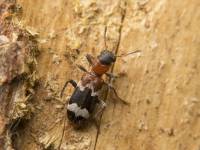 Thanasimus formicarius - Муравьежук муравьиный
