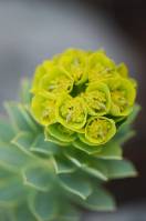 Euphorbia myrsinites - Молочай миртолистный