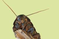 Gromphadorrhina portentosa - Таракан шипящий