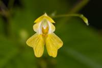 Impatiens parviflora - Недотрога мелкоцветковая