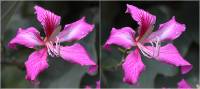 Bauhinia purpurea - Баугиния пурпурная