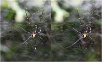 Araneidae  - Nephilinae - Нефиловые пауки-кругопряды