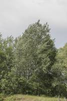 Populus alba - Тополь белый, Тополь серебристый