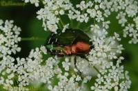 Scarabaeidae unidentified - Пластинчатоусые
