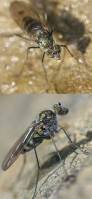 Dolichopodidae, Liancalus virens