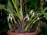 Maxillaria farinosa