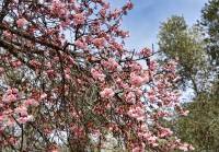 Prunus campanulata - Слива колокольчатая