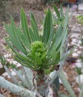 Kleinia neriifolia - Клейния олеандролистная