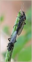Bibionidae - Комары-толстоножки