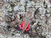 Catocala promissa - Орденская лента красная малая