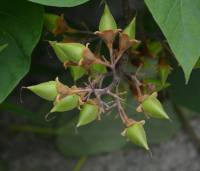 Paulownia tomentosa - Павловния войлочная, Императорское дерево