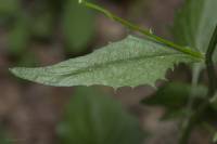 Lapsana communis subsp. intermedia - Бородавник промежуточный