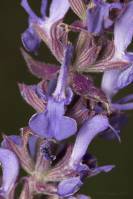 Salvia nemorosa subsp. pseudosylvestris - Шалфей остепнённый, шалфей степной, шалфей сухостепной