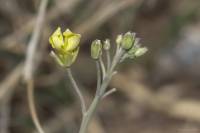 Diplotaxis tenuifolia - Двурядка тонколистная