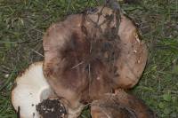Tricholoma populinum - Рядовка тополевая