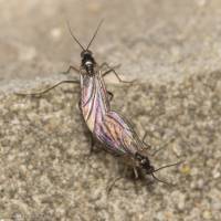 Sciaridae - Детритницы, плодовые комарики