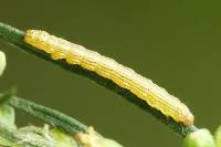 Cucullia argentea - Капюшонница серебристая