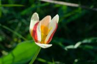Tulipa kaufmanniana - Тюльпан Кауфмана
