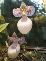 Paphiopedilum micranthum - Пафиопедилюм мелкоцветковый