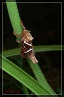 Triodia sylvina - Тонкопряд лесной