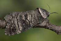 Acossus terebra - Тополевый или осиновый древоточец