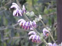Salvia indica - Шалфей индийский