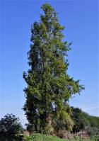 Populus nigra var. italica - Тополь пирамидальный