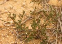 Erucaria microcarpa - Эрукария мелкоплодная