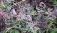 Euphorbia lasiocarpa - Молочай волосистоплодный