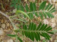 Astragalus hamosus - Астрагал крючковатый