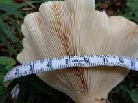 Aspropaxillus giganteus - Говорушка гигантская