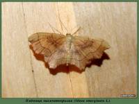 Idaea emarginata - Пяденица малая выемчатая
