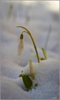 Galanthus nivalis - Подснежник белоснежный