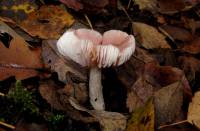 Mycena rosea - Мицена розовая