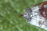 Catocala pacta - Ленточница краснобрюхая