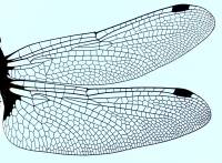 Крылья самки Leucorrhinia rubicunda