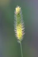 Setaria viridis - Щетинник зелёный