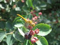 Amelanchier alnifolia - Ирга ольхолистная