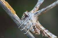 Apochima flabellaria - Пяденица веерная