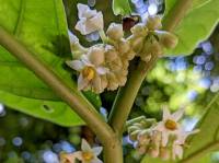 Solanum arboreum