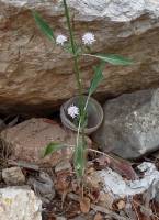 Cephalaria joppensis - Головчатка яффская