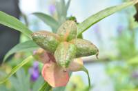 Paeoniaceae - Пионовые
