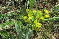 Astragalus macronyx - Астрагал длинноноготковый, Астрагал самаркандский