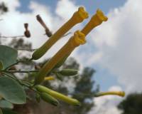Nicotiana glauca - Табачное дерево, Табак сизый