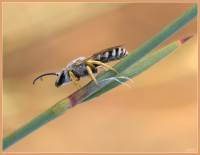 Halictidae - Пчелы-галикты
