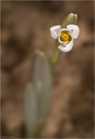 Galanthus nivalis - Подснежник белоснежный