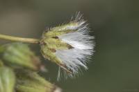 Crepis ramosissima - Скерда ветвистая