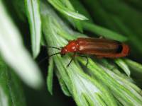 Rhagonycha fulva - Мягкотелка рыжая (зонтичная)