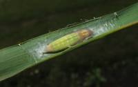 Thymelicus lineola - Толстоголовка тире (штрих, малая бурая, пырейная)